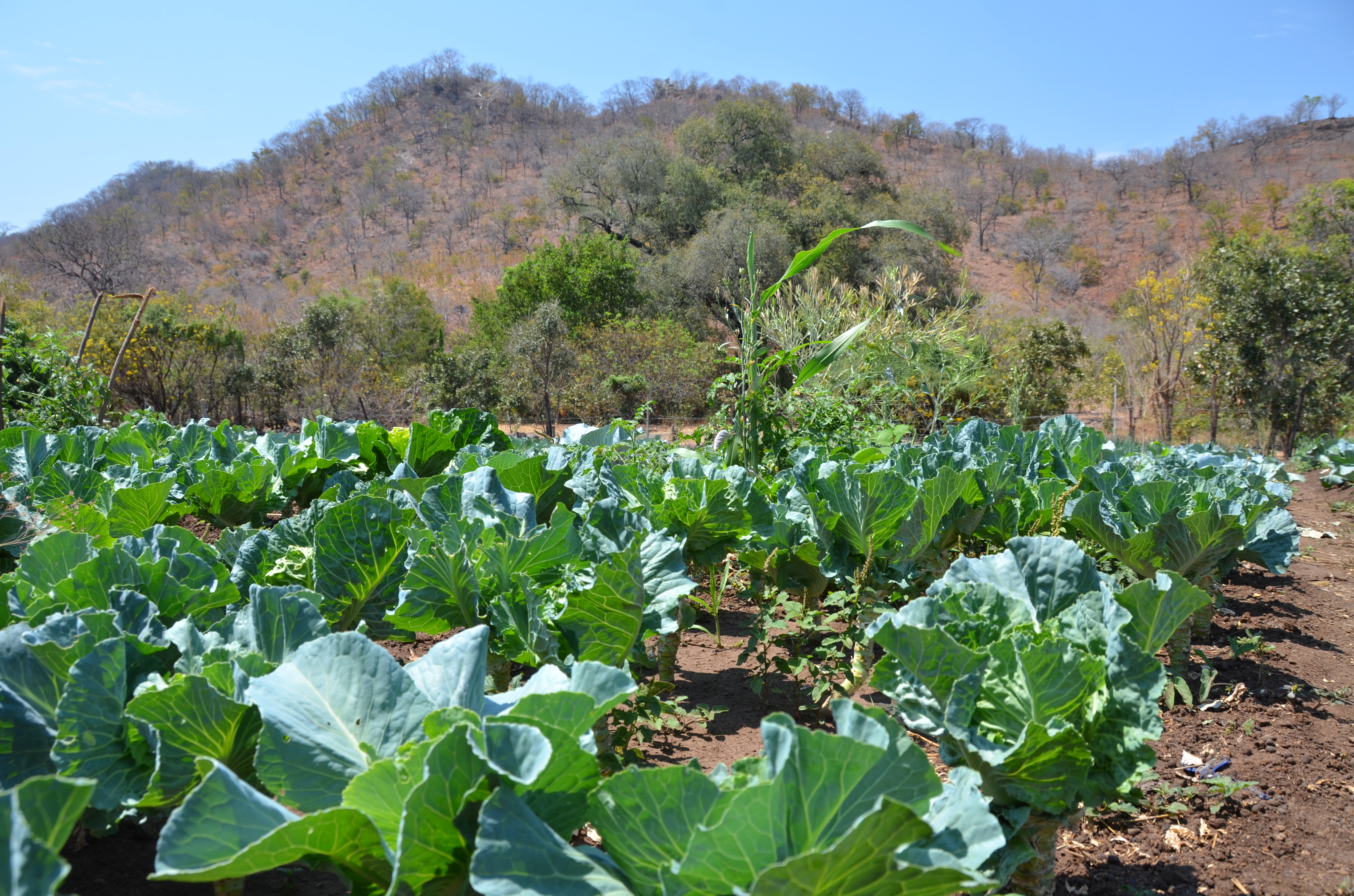 World Food Day: The mountain that keeps on giving in Zimbabwe | World Food  Programme