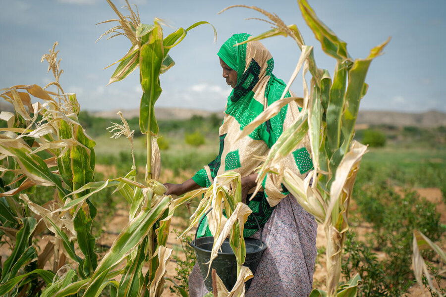 Farmer Safiyo Mohamud Said picks maize on her Puntland farm where, thanks to the Kobciye project, she also grows fruit such as watermelon. Photo: WFP/Arete/Utaama Mahamud 