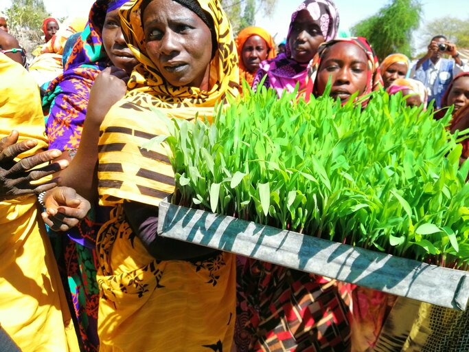 Growing plants without soil in Sudan