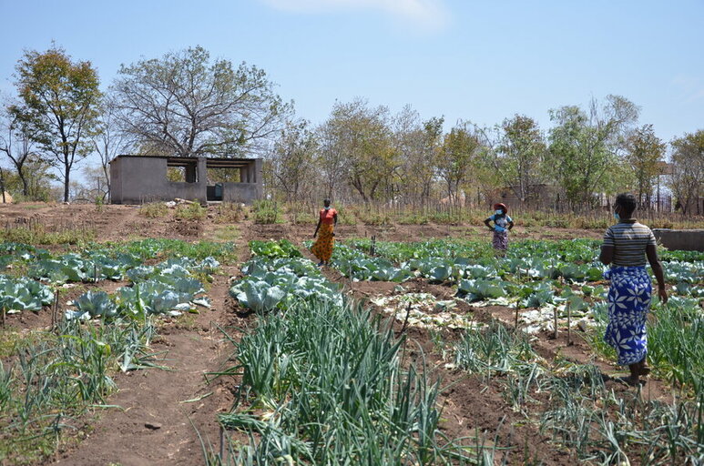 Zimbabwe: How empowering women boosts community resilience