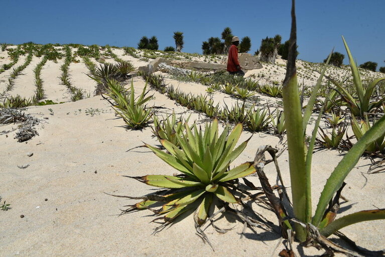 Dune-fixing in Madagascar: A line in the sand for extreme weather