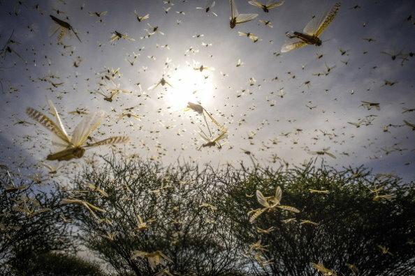 Stop locusts in East Africa now or pay much more to help people later - WFP
