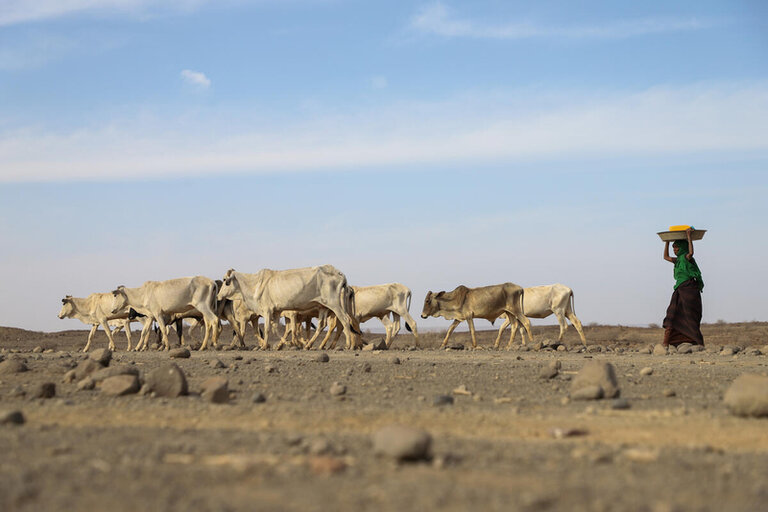13 million people facing severe hunger as drought grips the Horn of Africa