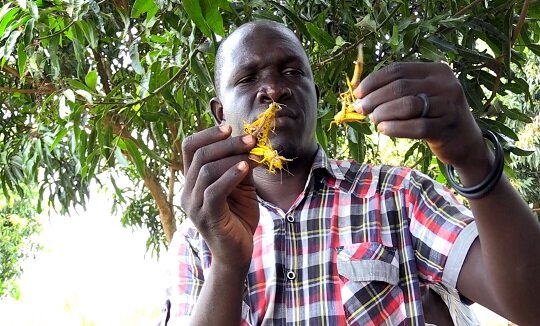 WFP News Video: South Sudan Can’t Catch a Break From Hunger-This Time It’s Locusts (For the Media)