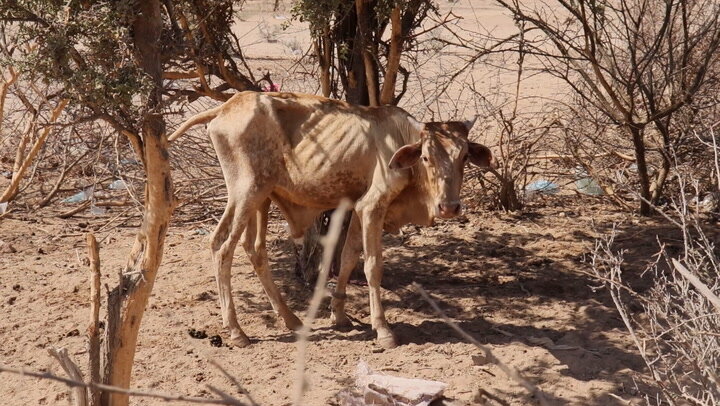 WFP News Video: Horn of Africa Drought (For the Media)