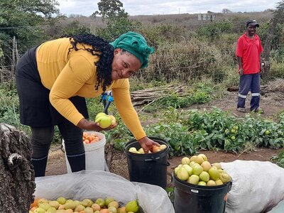 A farmer is taking fruits out of the buckets in a field