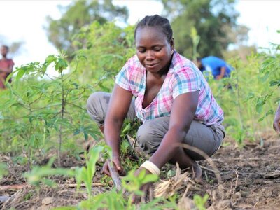 A woman tending to crops