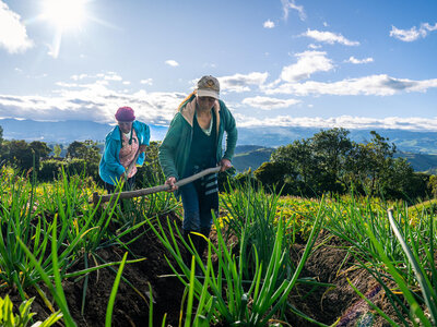 Two farmers are working in the field