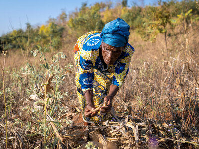 WFP/Giulio d'Adamo A woman in a blue headscarf and blue and yellow dress, bending over in a field and inspecting wilted crops.