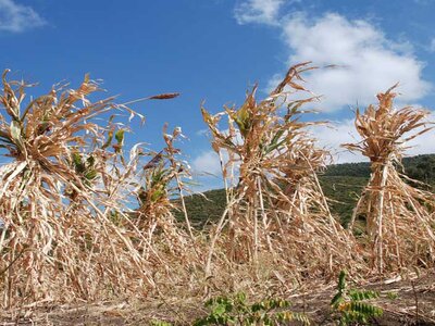 Photo: WFP/Stephanie Savariaud Crops growing on a field