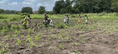 people are working in the field