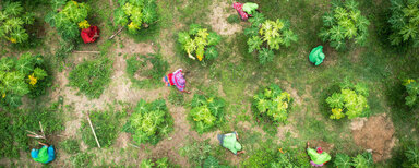 Farmers, supported by livelihood programme weeding their papaya garden, Cox's Bazar, Bangladesh.