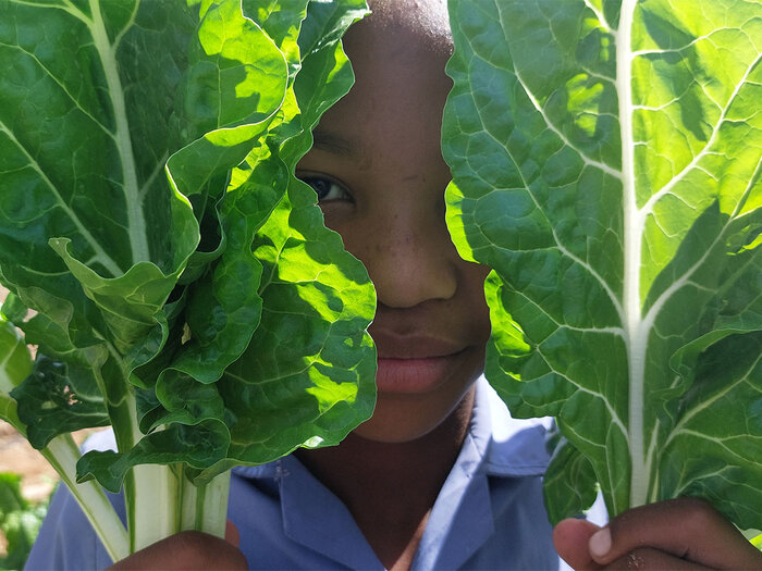 A student harvesting spinach as part of the Home-Grown School Feeding Programme. 