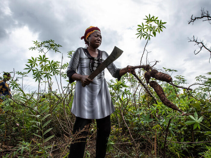 A woman is harvesting cassava in a community field inside Lóvua Refugee Camp.