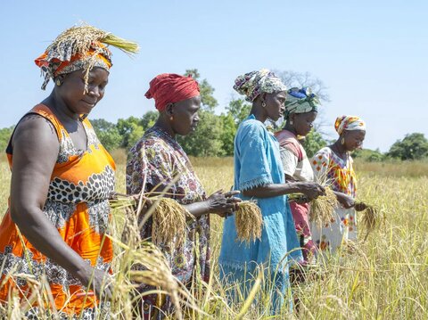 Senegal: Cow dung proves ‘green gold’ for the women of Kolda