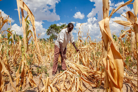 A farmer in a field of dried maize in stalks in Zambia