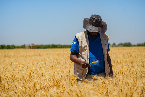 As Sudan's war rages, its farmers help fill the hunger gap