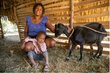 Edina Charles, a smallholder farmer, visits her goats every day with her grandson Rubensley.