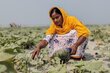 Farmer Asha Akhter, 29, says things have changed "a lot," since the WFP-supported project was launched. Photo: WFP/Lena von Zabern