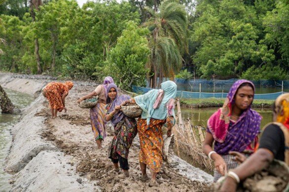 Caption: Women participants of WFP's cash-for-work programme are repairing a mud embankment, which also serves as an access road, to protect crops and livestock from saltwater. They will receive BDT 5,000 for ten days of work building their community's roads and embankments.