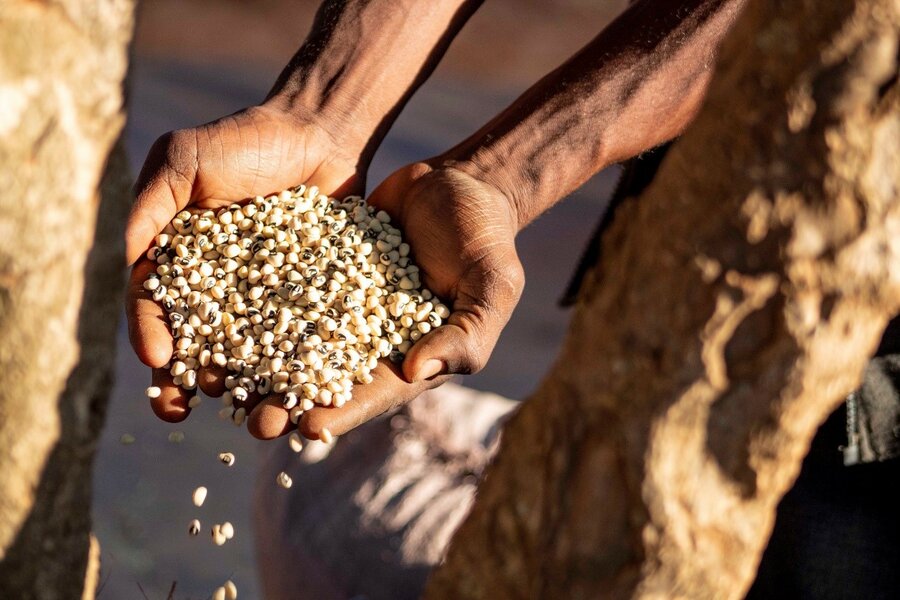 Power to the peas new crops change lives in Zambia World Food Programme