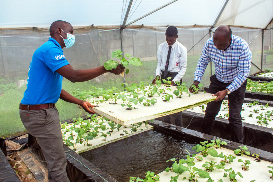 hydroponics-zambia