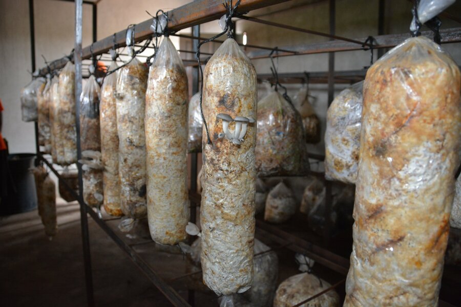 drying mushrooms hanging in darkroom