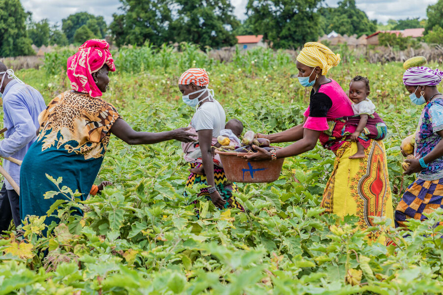 People picking crops from land