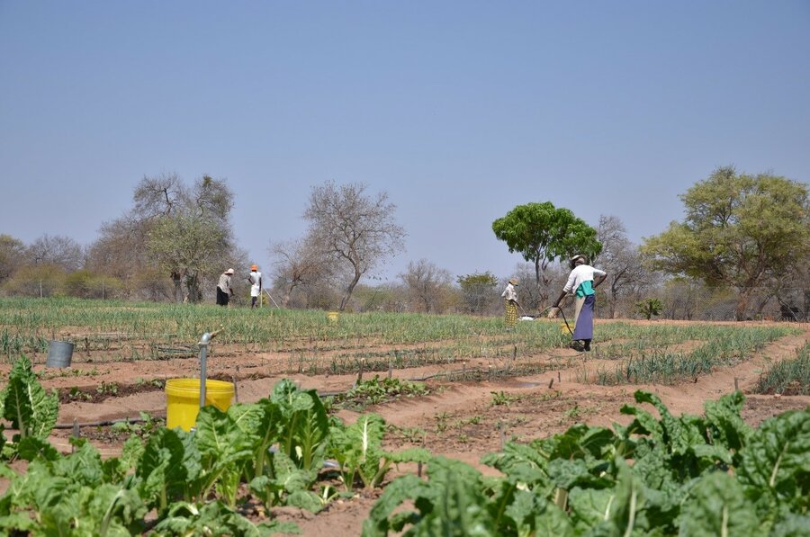 People working in a field.