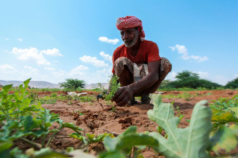 WFP_Yemen_