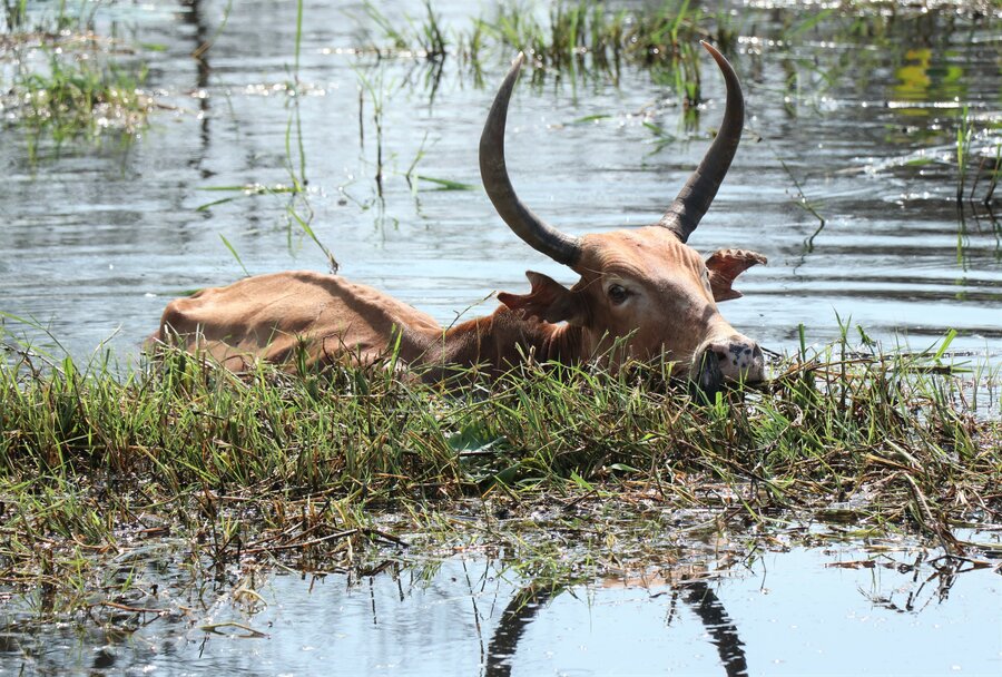 Hungry cows are forced into the floodwaters to graze. Photo: WFP/Marwa Awad