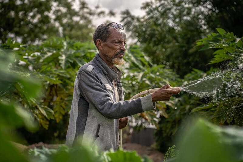 Smallholder Farmer Adow waters his crops