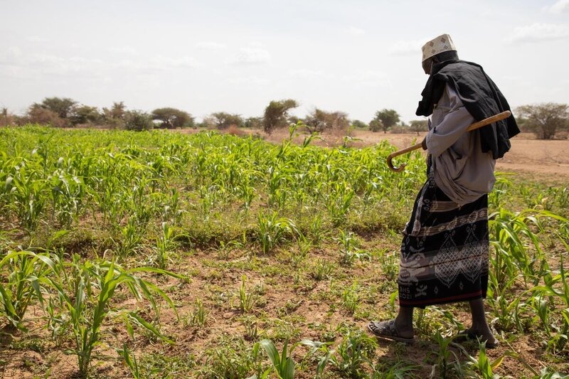 A farmer tends a small patch of green in Ethiopia. His back is slightly to the camera.