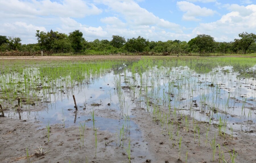 A flooded rice field. Photo: WFP/Marwa Awad 