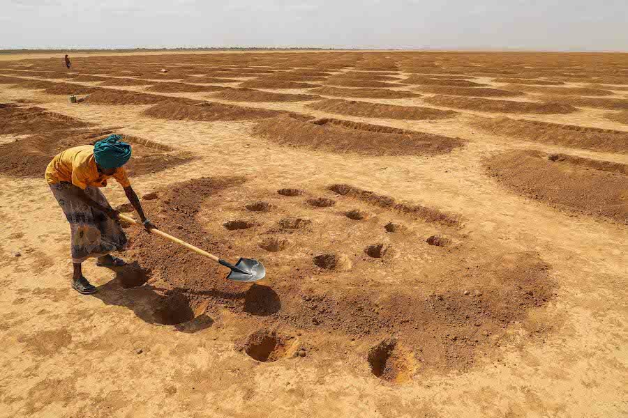 Pastoralists digging 