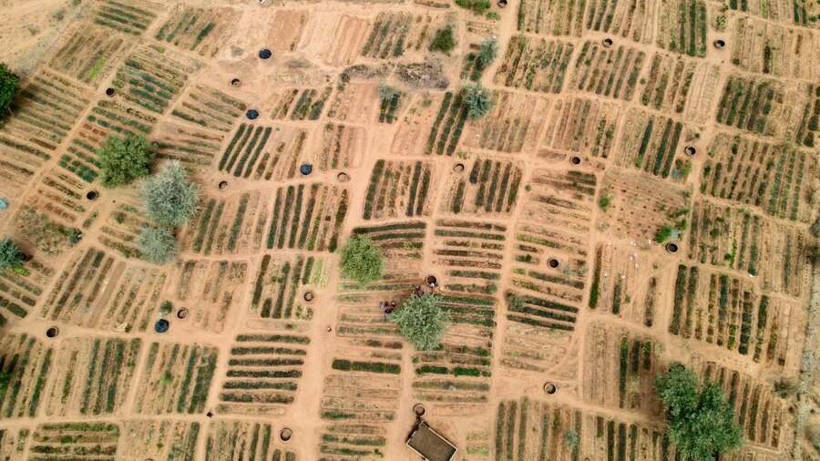 An aerial view of WFP-supported community gardens in Niger's Tillaberi region, which are part of a broader, multi-partner Sahel resilience initiative. Photo: WFP/Souleymane Ag Anara 