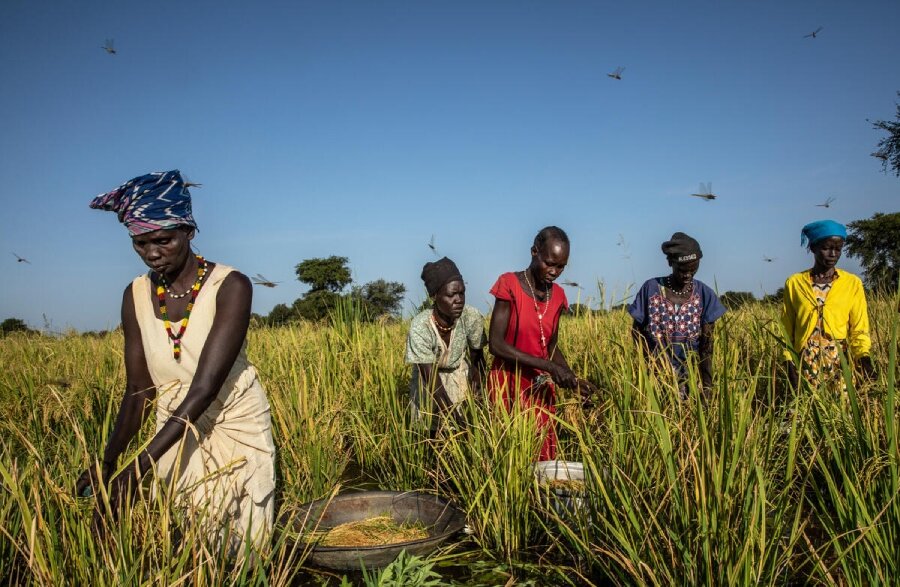 Rethinking food systems in East Africa amid conflict, climate