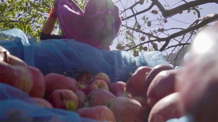 Tara harvesting her apples. Photo: WFP/Sarwan Shrestha