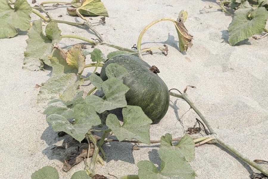 Nutritious pumpkins need little water to grow and are good for the soil. Photo: WFP/Lena von Zabern