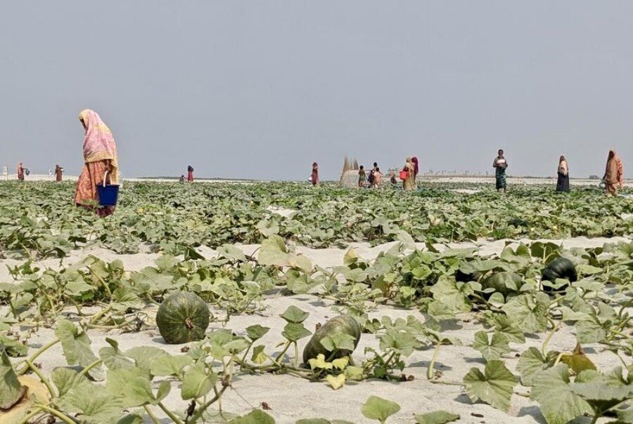 Women cultivate their pumpkin fields on a sand bank, or char, in Kurigram, Bangladesh.  Photo: WFP/Lena von Zabern