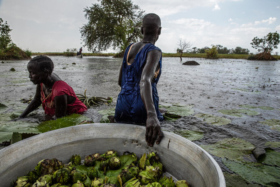 Record floods in recent years have forced women to harvest water lily bulbs in South Sudan's Unity State - which their families eat when food is scarce. Photo: WFP/Gabriela Vivacqua