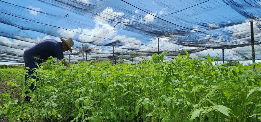 silhouette of a Cuban farmer in a hat working in a green field