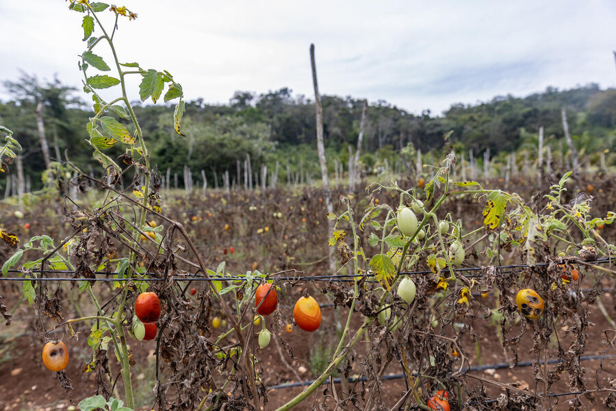 Ephrain Cho's field of tomato plants