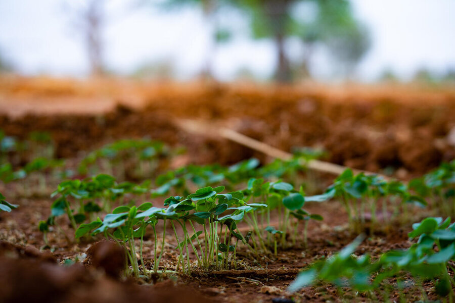 Seedlings sprouting in another WFP-resilience-building project in Burkina Faso. Photo: WFP/Desire Joseph Ouedraogo