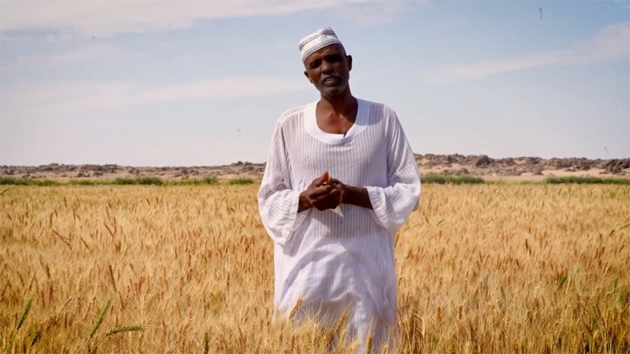 Former mechanic Imad now farms wheat in the country's relatively stable Northern State, after fleeing war-torn Khartoum. Photo: WFP/Abubakar Garelnabei