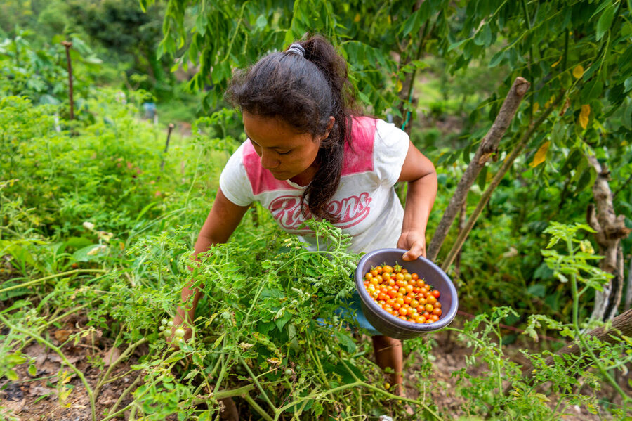 A woman picking tomatoes in a field.