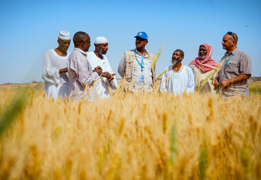 WFP staff and Sudanese farmers check out a wheat field benefitting from the African Development Bank-funded project. Many participants have seen a sharp uptick in their harvests. Photo: WFP/Abubakar Garelnabei
