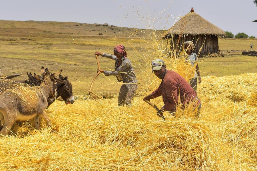 Some 54,000 farmers in Ethiopia's Amhara region are targeted in the crop insurance and broader resilience-building initiatives. Photo: WFP/Michael Tewelde