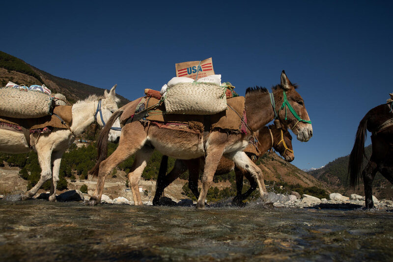 Singh's mules are named after popular mountains in Nepal's Himalayan range. Photo: WFP/Samantha Reinders