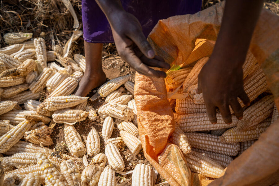 Malawi, Nyambalo village, Phalombe, Phalombe District, 23 July 2024  In the photo: Martha harvesting corn. Martha (25) gathers corn, her crops flourishing thanks to the Tikondane irrigation scheme.